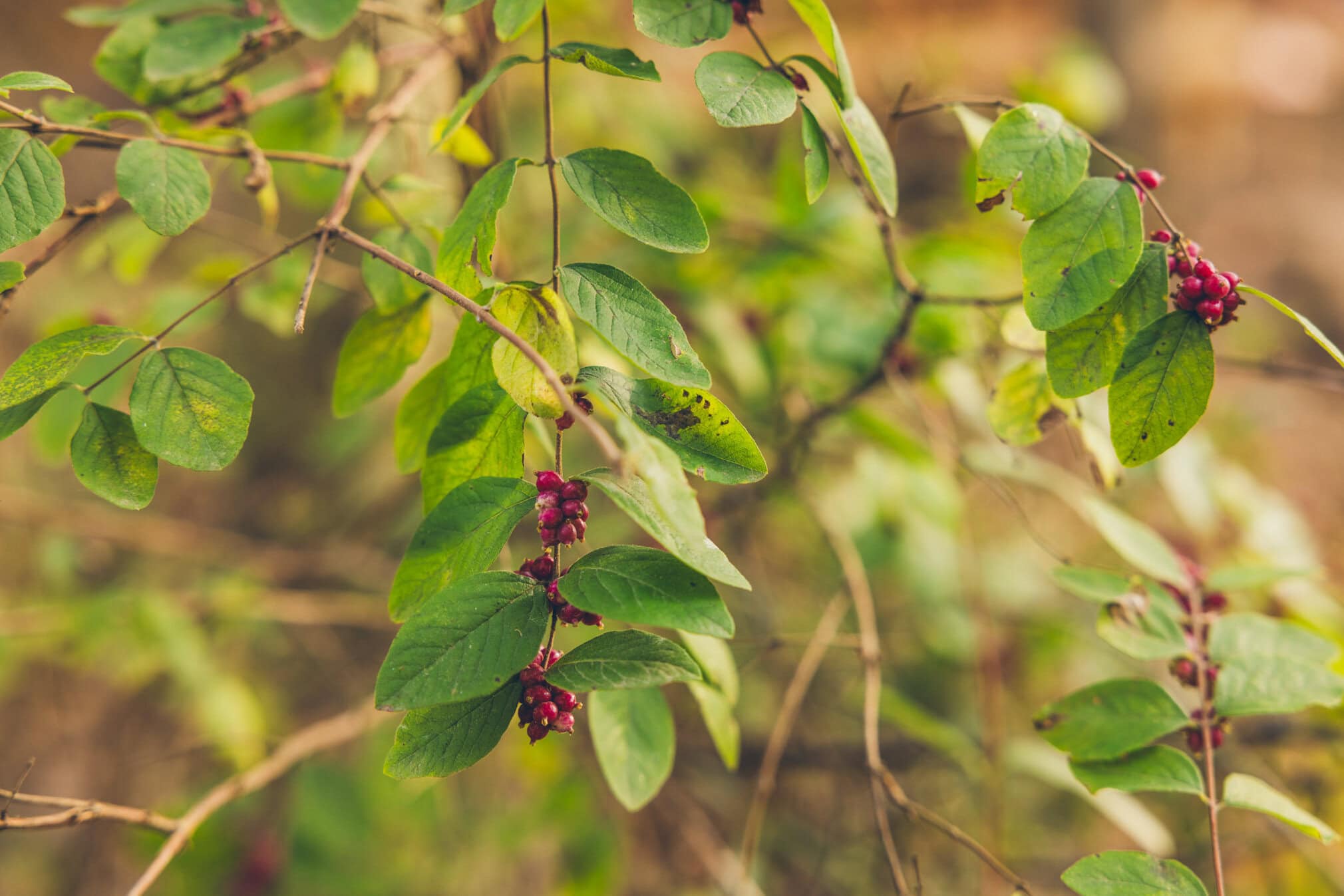 Photo by Iron Lotus Creative / Stephen Ironside svg+xml;charset=utf