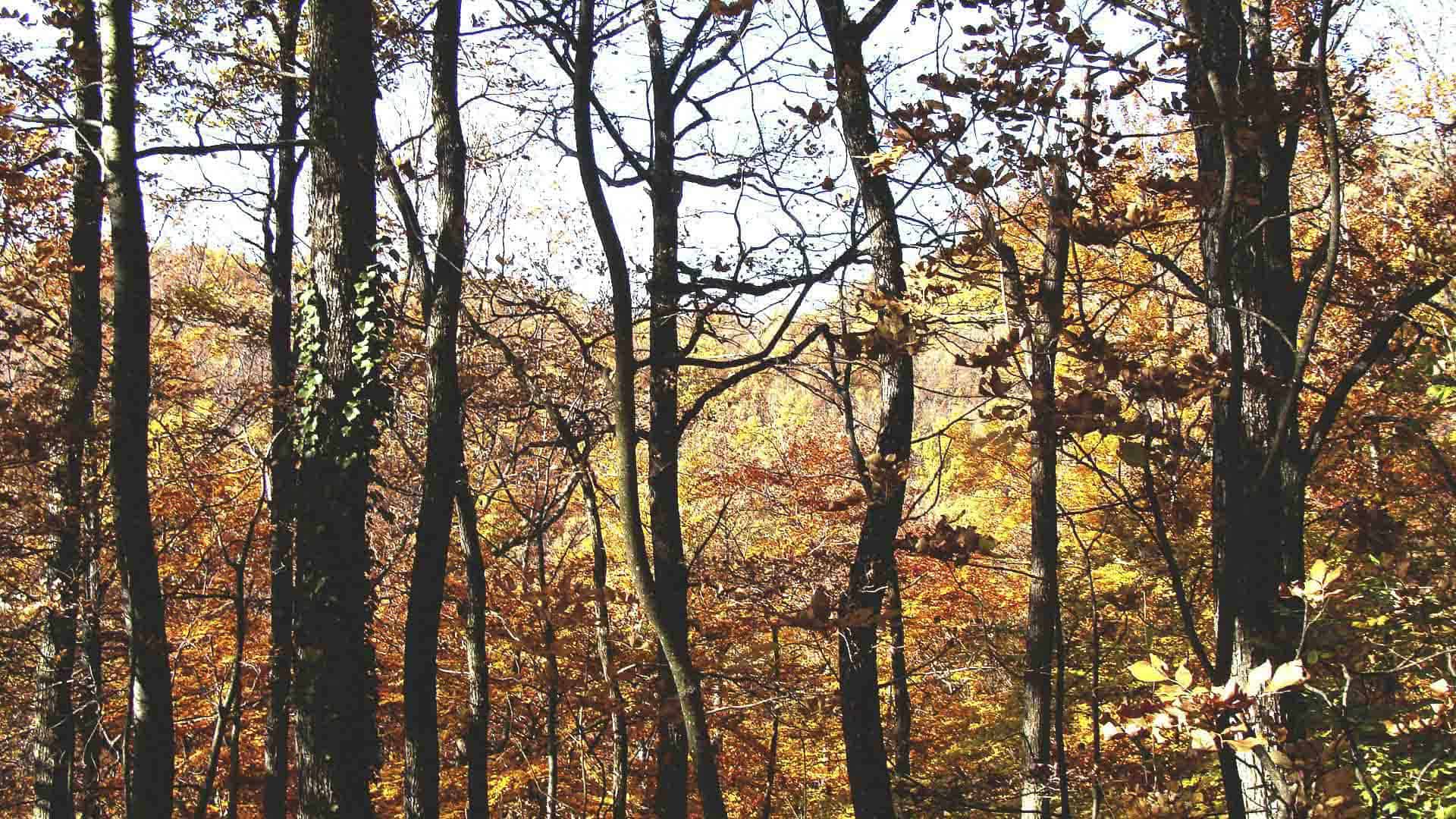 pexels-ana-249910-756733-optimized svg+xml;charset=utf